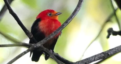 Wo liegt eigentlich Surinam? Eine vogelkundliche Exkursion in ein weitgehend unbekanntes Land Wo liegt eigentlich Surinam? Eine vogelkundliche Exkursion in ein weitgehend unbekanntes Land