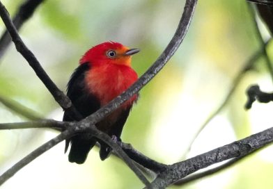 Wo liegt eigentlich Surinam? Eine vogelkundliche Exkursion in ein weitgehend unbekanntes Land